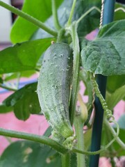 cucumber in the garden