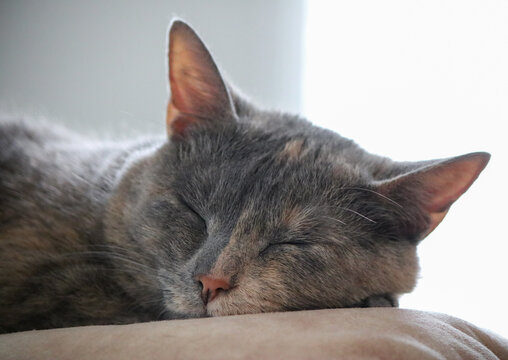 Close-up Cat Nap