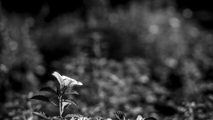 black and white Cape periwinkle, graveyard plant, Madagascar periwinkle, old maid, pink periwinkle,...