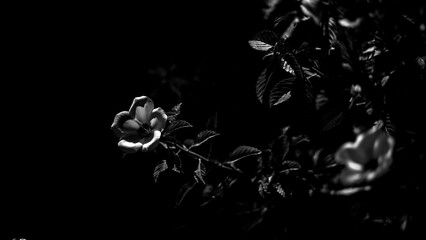 black and white Cape periwinkle, graveyard plant, Madagascar periwinkle, old maid, pink periwinkle,...