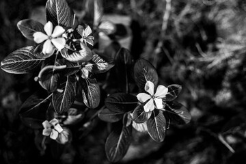 black adn white Madagascar Periwinkle Plant of the species Catharanthus roseus,white beautyful...
