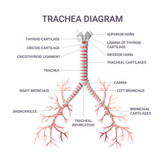 Trachea educational infographic vector illustration - obrazy, fototapety, plakaty