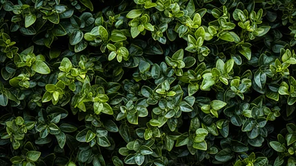 Foto op Aluminium a green hedge with small plants on it, in the style of decorative backgrounds, high-angle, high resolution © Дмитрий Симаков