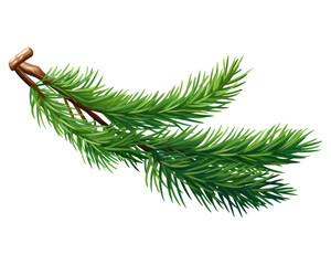 PNG A fir branch plant tree pine.