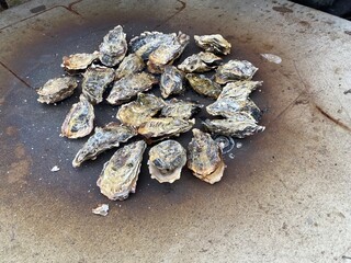 【アウトドア】獲れたて新鮮 牡蠣焼き