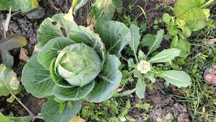 cabbage & cauliflower cultivated on the farm 