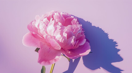  a close up of a pink flower with a shadow on the side of the flower and the shadow of the flower on the back of the flower.