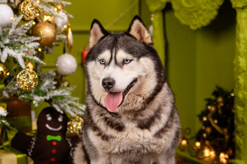 Close-up portrait of a husky dog on a green background, Christmas tree.