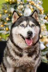 Fototapeta premium Close-up portrait of a husky dog on a green background, Christmas tree.