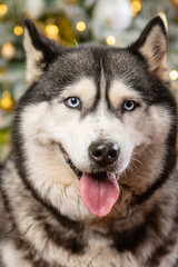 Close-up portrait of a husky dog on a green background, Christmas tree.