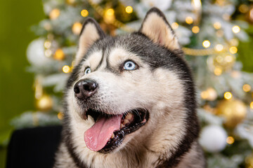 Close-up portrait of a husky dog on a green background, Christmas tree.