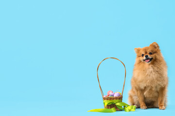 Cute Pomeranian dog with Easter eggs on blue background