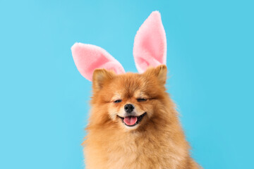 Cute Pomeranian dog in bunny ears on blue background. Easter celebration