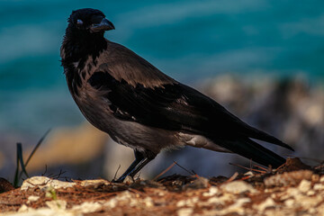 Black and white hooded crow with shining eye on beach at Sea
