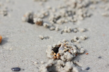 crab on the beach