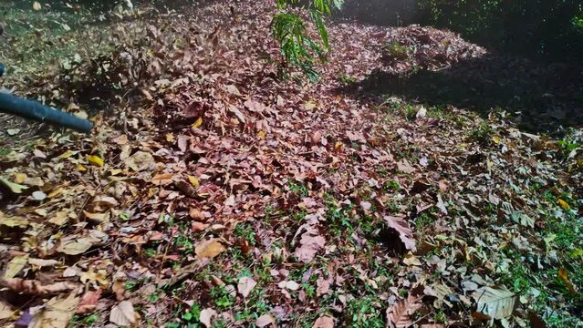 .slow motion leaf blowing The fallen leaves in the main garden were blown away by the power of a blower..Use a blower to blow away grass and leaf debris to create fire breaks to prevent forest fires..