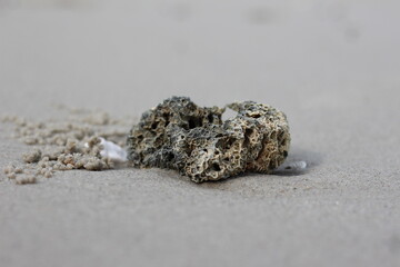 shell on sand