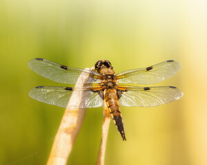 Four-potted chaser sitting on a dry blade of grass