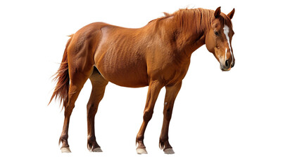 brown horse on transparent background - obrazy, fototapety, plakaty