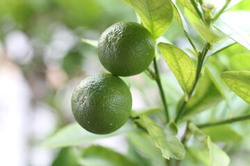 limes on the tree