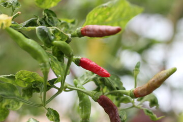 chili on a tree