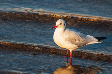 a seagull standing on the sand of a beach