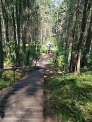 Nature. Forest track.