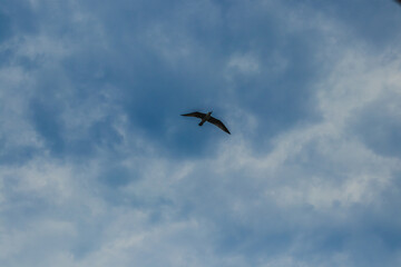Fregat bird birds flock are flying around with blue sky clouds background.