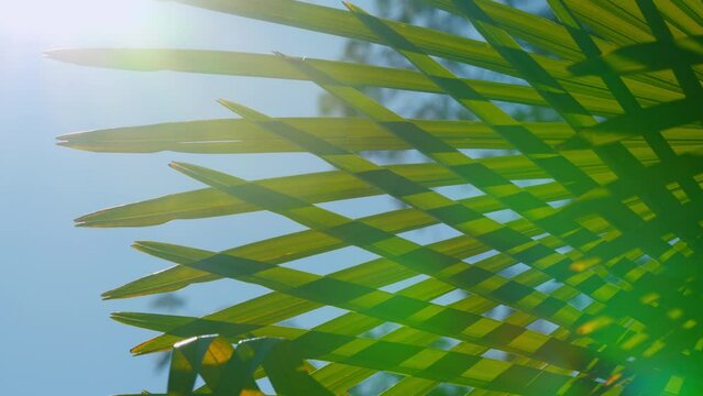Green Leaf Of Palm Tree. Green Leaves On Green Background. Summer Vacation. Close up.