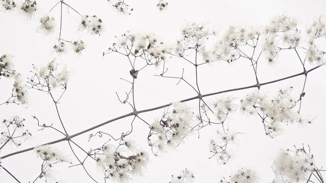 Birds in the snow among the silky flowers (Parus major on clematis vitalba)