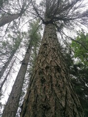 Nature. Tree to the sky...