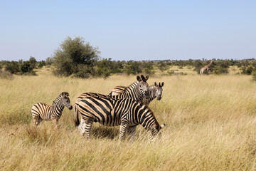 Fototapeta na wymiar Steppenzebra / Burchell's zebra / Equus quagga burchellii.