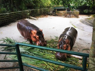 hippopotamus in the zoo