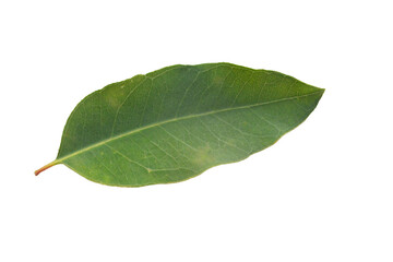 Fototapeta premium Isolated green leaf on a white background, showcasing the beauty of nature up close with detailed textures and vibrant green color