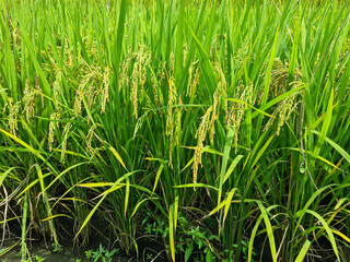 Close up to korea rice seeds in ear of paddy