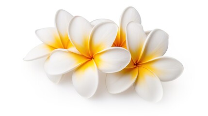 Fototapeta na wymiar Plumeria flower or temple flower on white background,generative ai