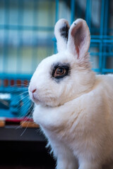 Fototapeta premium white rabbit on the table