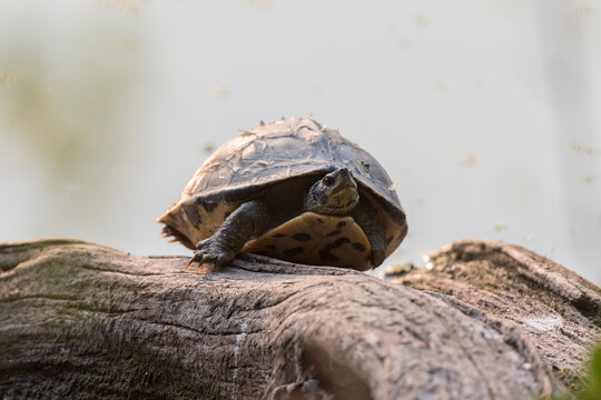 Indian softshell Turtle perched on a rock 