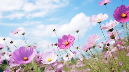 Purple, pink, red, cosmos flowers in the garden with blue sky and clouds background in vintage style soft focus,generative ai.