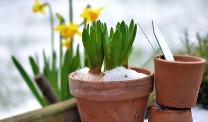 Hyacinth growing  in a flower pot  covered with snow and narcissus blooming background