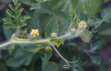 Fresh buds of a watermelon branch