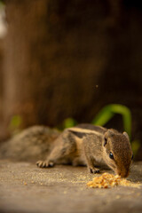 squirrel in the forest
