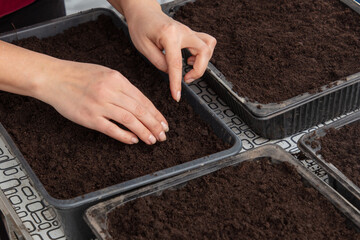 A woman plants seeds in the ground
