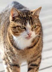 Naklejka premium Portrait of a cat in the city