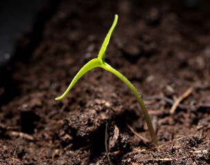 A tomato comes from a seed in the ground in the spring. Macro