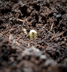 A tomato comes from a seed in the ground in the spring. Macro