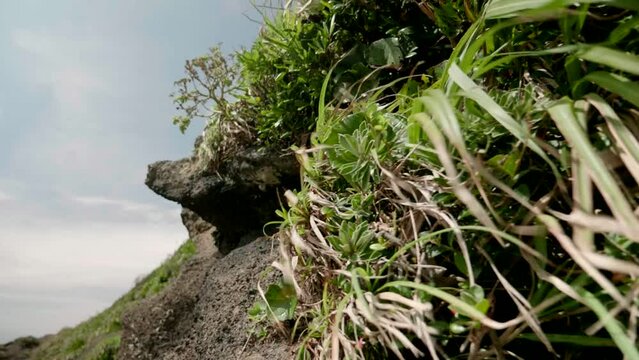 強い風に煽られる海岸の岩肌に生える草と木