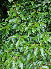 Close up of Quercus salicinad.