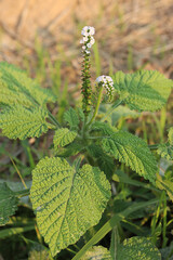 Close up of Alacrancillo, Eye bright, Indian Heliotrope, Indian Turnsole, in field