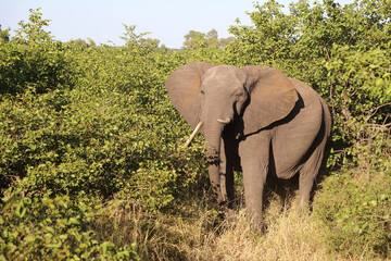 Afrikanischer Elefant / African elephant / Loxodonta africana